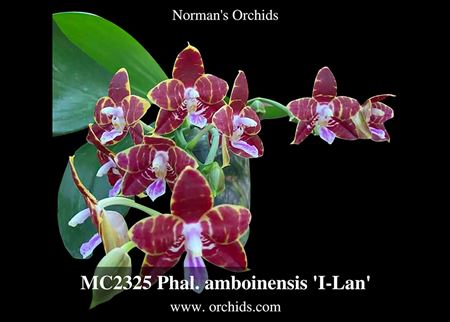 Phal. amboinensis &#39;I-Lan&#39; ( x )