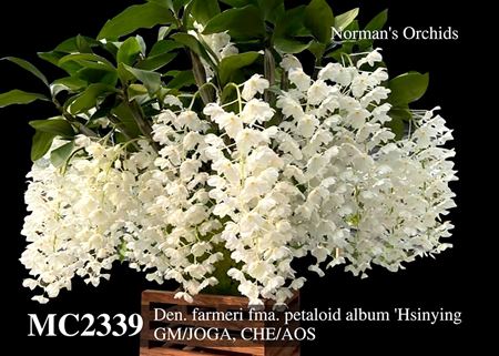 Den. farmeri fma. petaloid album &#39;Hsinying&#39; GM/JOGA , CHM/AOS 
