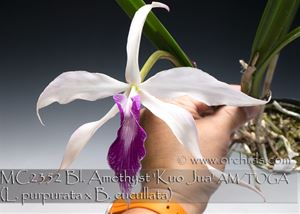 Bl. Amethyst &#39;Kuo Jua&#39; AM/TOGA (L. purpurata x B. cucullata)