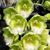 Clo. Rebecca Express 'Jumbo Green'  (Clowesia Rebecca Northern x Ctsm. expansum) 