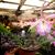 Bc Beulah Bradeen  'Pink Diamond'  (Cattleya walkeriana ' Tokyo # 1 ' AM/AOS x B. nodosa ' Susan Fuchs' FCC/AOS) 