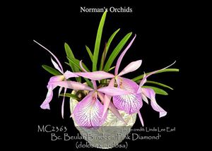 Bc Beulah Bradeen  &#39;Pink Diamond&#39;  (Cattleya walkeriana &#39; Tokyo # 1 &#39; AM/AOS x B. nodosa &#39; Susan Fuchs&#39; FCC/AOS) 