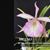 Bc Beulah Bradeen 'Pink Diamond' (Cattleya walkeriana ' Tokyo # 1 ' AM/AOS x B. nodosa ' Susan Fuchs