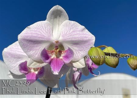 Phal. Linda Lee Earl &#39;Pink Butterfly&#39;  (Yu Pin Easter Island x Lioulin Lovely Lip) 