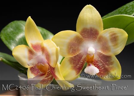 Phal. Chienlung Sweetheart &#39;Pince&#39;  