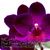 Phal. Purple Gem 'FANGtastic'  (' Ontario Floribunda' HCC/AOS x ' Ching Hua' AM/AOS) 