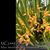 Max. tenuifolia fma. flavescens  'Yamada' AM/AOS 