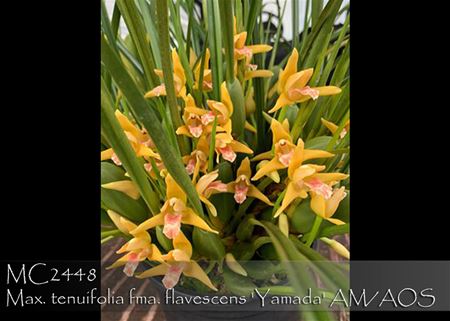 Max. tenuifolia fma. flavescens  &#39;Yamada&#39; AM/AOS 