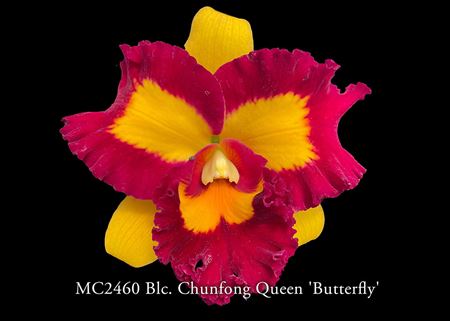 Blc. Chunfong Queen &#39;Butterfly&#39;  (Taiwan Queen x Liu&#39;s Joyance) 
