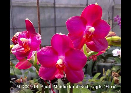 Phal. Meidarland Red Eagle &#39;Miro&#39;  (Golden Sun x Meidaland Violacea Beauty) 