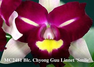 Blc. Chyong Guu Linnet &#39;Smile&#39;  (Rlc. Haw Yuan Beauty x Rlc. Tzeng-Wen Beauty)