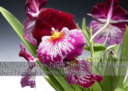 Miltoniopsis  Night Spots &#39;Orchid Royale&#39;  (Red Night x Memoria Ida Seigel) 