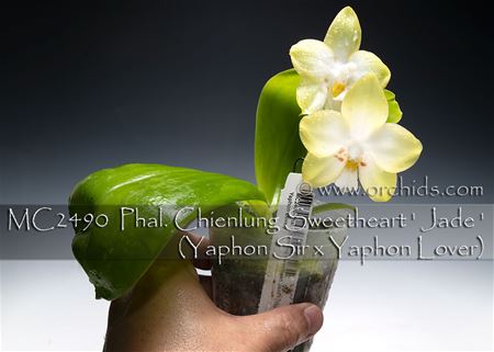 Phal. Chienlung Sweetheart &#39; Jade &#39;  (Yaphon Sir x Yaphon Lover) 