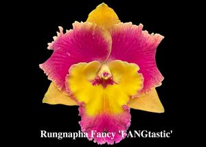 Blc. Rungnapha Fancy &#39;FANGtastic&#39;  (Yen Twentyfour Carat x Mari&#39;s Song)
