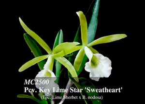 Pcv. Key Lime Star &#39;Sweetheart&#39;  (Epc. Lime Sherbet x B. nodosa)