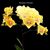 Phal. Norman's Yellow Butterfly 'Sweetheart'  (Lioulin Magic Lip x Chiada Katherine)