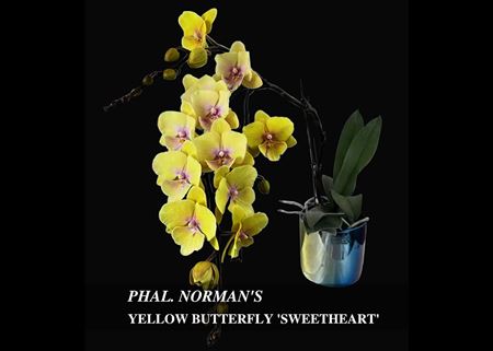 Phal. Norman&#39;s Yellow Butterfly &#39;Sweetheart&#39;  (Lioulin Magic Lip x Chiada Katherine) 
