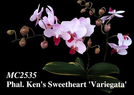 Phal. Ken&#39;s Sweetheart &#39;Variegata&#39;  (Little Gem Stripes x King Car Pink Rose) 