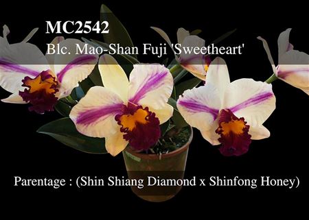 Blc. Mao-Shan Fuji &#39;Sweetheart&#39;  (Shin Shiang Diamond x Shinfong Honey) 