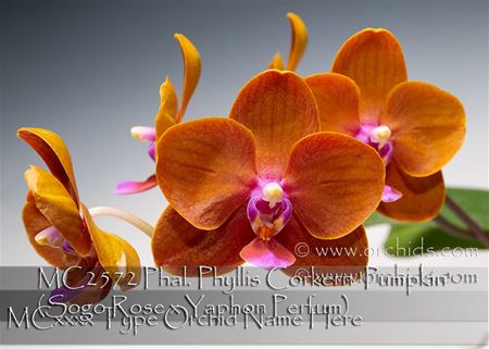 Phal. Phyllis Corkern &#39;Pumpkin&#39;  (Sogo Rose x Yaphon Perfum)