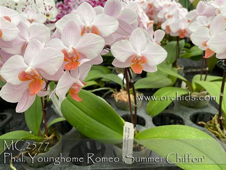 Phal. Younghome Romeo &#39;Summer Chiffon&#39;  (Little Gem Stripes x Rong Guan Mary)