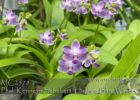 Phal. Kenneth Schubert &#39;Hualien Blue Wave&#39;  (violacea var coerulea x pulcherrima &#39; Peloric&#39;)