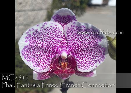 Phal. Fantasia Prince &#39;French Connection&#39; (Meidar Prince x Ho&#39;s French Fantasia)