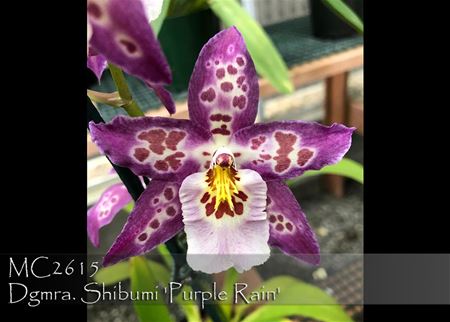 Dgmra. Shibumi &#39;Purple Rain&#39;  (Honolulu Rain x Brs. Charles M. Mitch)