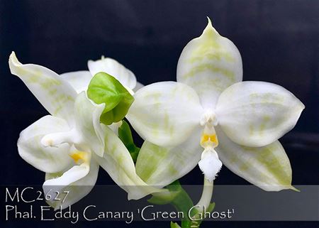 Phal. Eddy Canary &#39;Green Ghost&#39; 