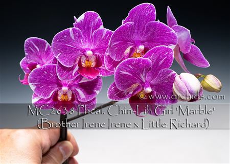 Phcal. Chin-Lih Girl &#39;Marble&#39;  (Brother Irene Irene x Little Richard)