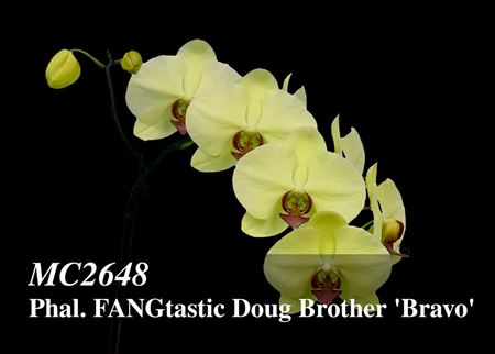 Phal. FANGtastic Doug Brother &#39;Bravo&#39;  (Ming Hsing Moonlight x Friend&#39;s Yellow Rose)