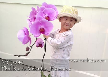 Phal. Ken&#39;s Valentine &#39;Romance&#39;  (Unimax Blush &#39;CL243&#39; FCC/AOS x Green Field Sweet Valentine)
