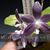 Phalaenopsis tetraspis f. livid 'Blue Prince'