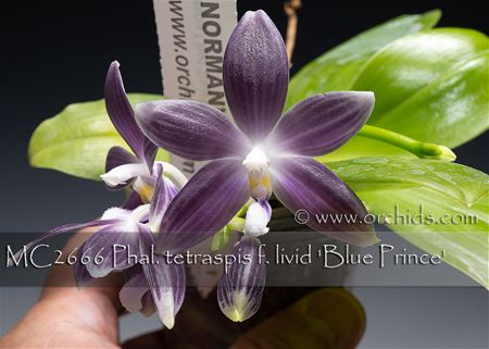 Phalaenopsis tetraspis f. livid &#39;Blue Prince&#39;