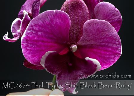 Phal. Tying Shin Black Bear &#39;Ruby&#39;  (Jiuhbao Fairy x Yu Pin Fireworks)