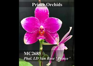 Phal. LD Sun Rose &#39;Prince&#39;  (Mituo Sun King x Mituo King Bellina) 