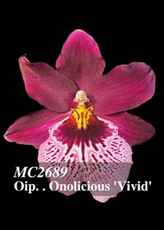 Oip. Onolicious &#39;Vivid&#39; (Francine x Miltoniopsis Pearl Ono)