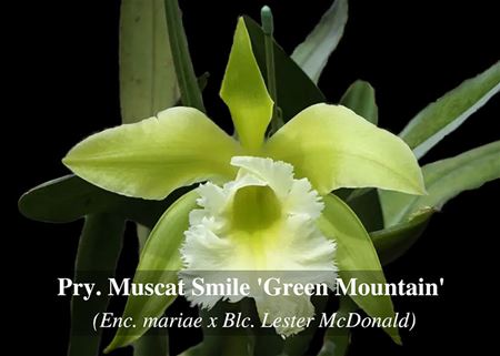 Pry. Muscat Smile &#39;Green Mountain&#39;  (Enc. mariae x Blc. Lester McDonald)