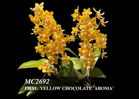 Phal. Yellow Chocolate &#39;Aroma&#39;  