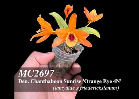 Den. Chanthaboon Sunrise &#39;Orange Eye 4N&#39;  (lamyaiae x friedericksianum)