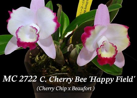 C. Cherry Bee &#39;Happy Field&#39;  (Cherry Chip x Beaufort)