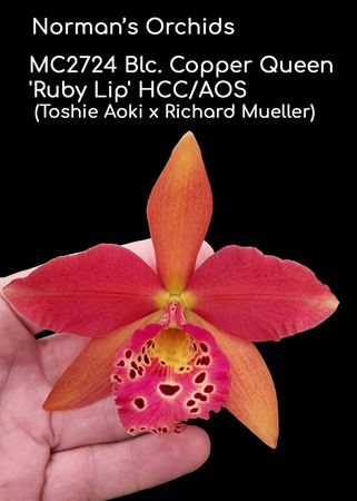 Blc. Copper Queen &#39;Ruby Lip&#39; HCC/AOS (Toshie Aoki x Richard Mueller)