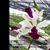 Myrmecocattleya. RIo's Little Treasure 'Hot LIp'  (Cattleya violacea x Myrmecophila albopurpurea)