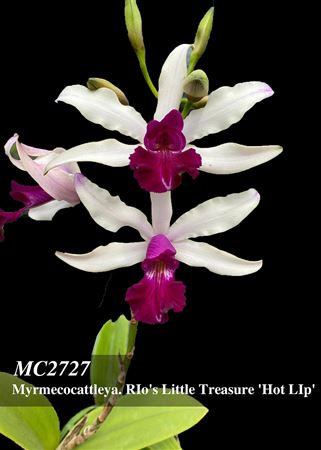 Myrmecocattleya RIo&#39;s Little Treasure &#39;Hot Lip&#39;  (Cattleya violacea x Myrmecophila albopurpurea)