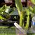 Myrmecocattleya RIo's Little Treasure 'Hot Lip'  (Cattleya violacea x Myrmecophila albopurpurea)