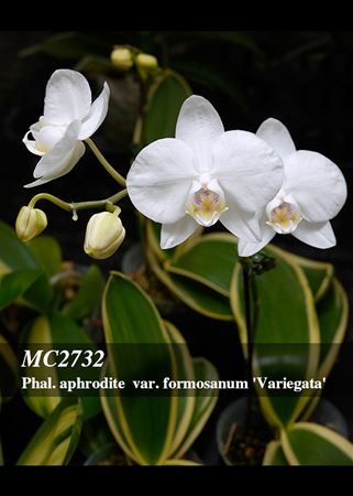 Phal. formosanum &#39;Variegata&#39;  