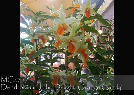 Dendrobium Jiaho Delight &#39;Orange Candy&#39;  (Hsinying Frostymaree  &#39; Orange&#39; SM/TOGA x tobaense var. giganteum)