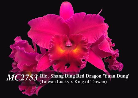 Rlc . Shang Ding Red Dragon &#39;Yuan Dung&#39;  (Taiwan Lucky x King of Taiwan)