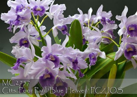 Ctts. Poor Paul &#39;Blue Heaven&#39; PC/JOS (Portia var Blue x Cattleya purpurat)