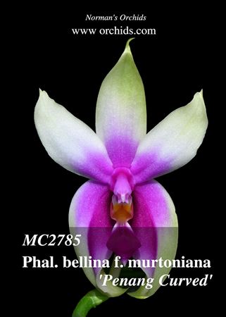 Phal. bellina f. murtoniana &#39;Penang Curved&#39;  